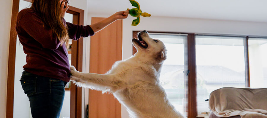 How to Stop Your Dog from Jumping on Guests: Effective Training Techniques